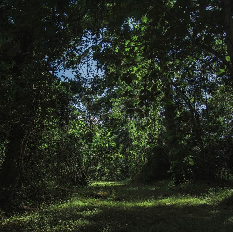 A path of light through dense green forest.
